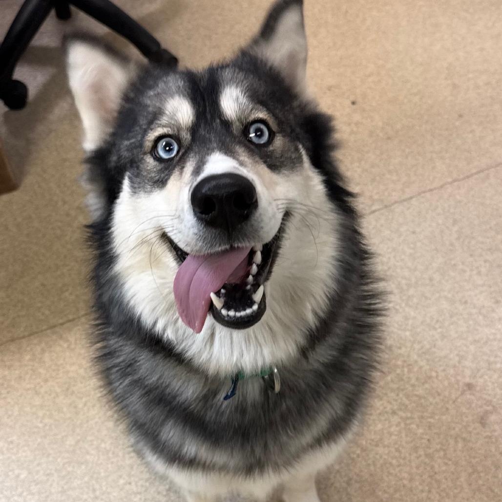 Enlarge Storm, a Adoptable mixed breed in Naperville, IL image 2/6