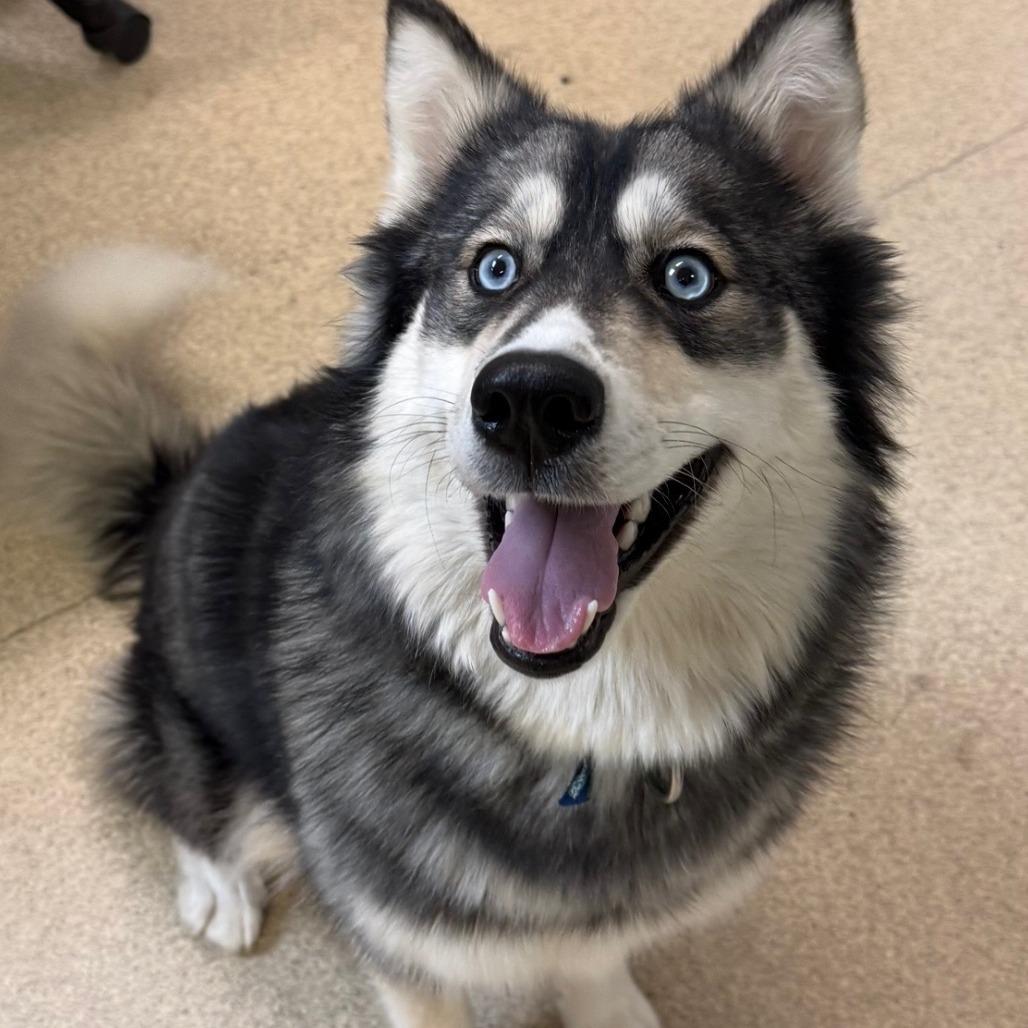 Enlarge Storm, a Adoptable mixed breed in Naperville, IL image 4/6