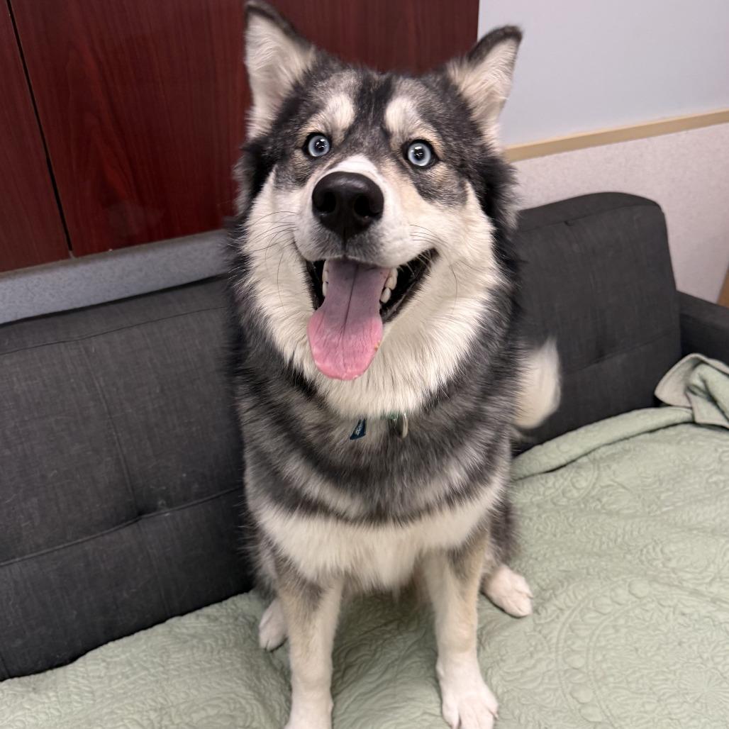 Enlarge Storm, a Adoptable mixed breed in Naperville, IL image 5/6