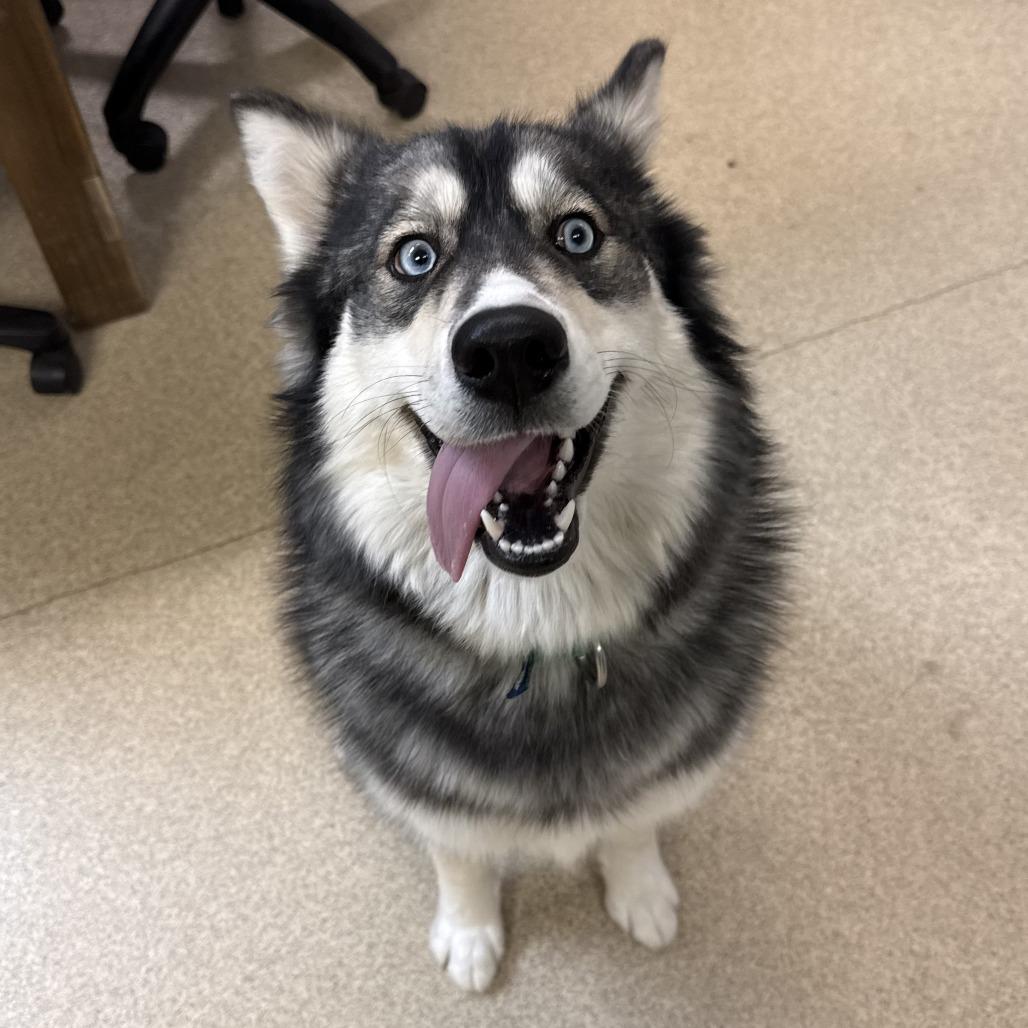 Enlarge Storm, a Adoptable mixed breed in Naperville, IL image 6/6