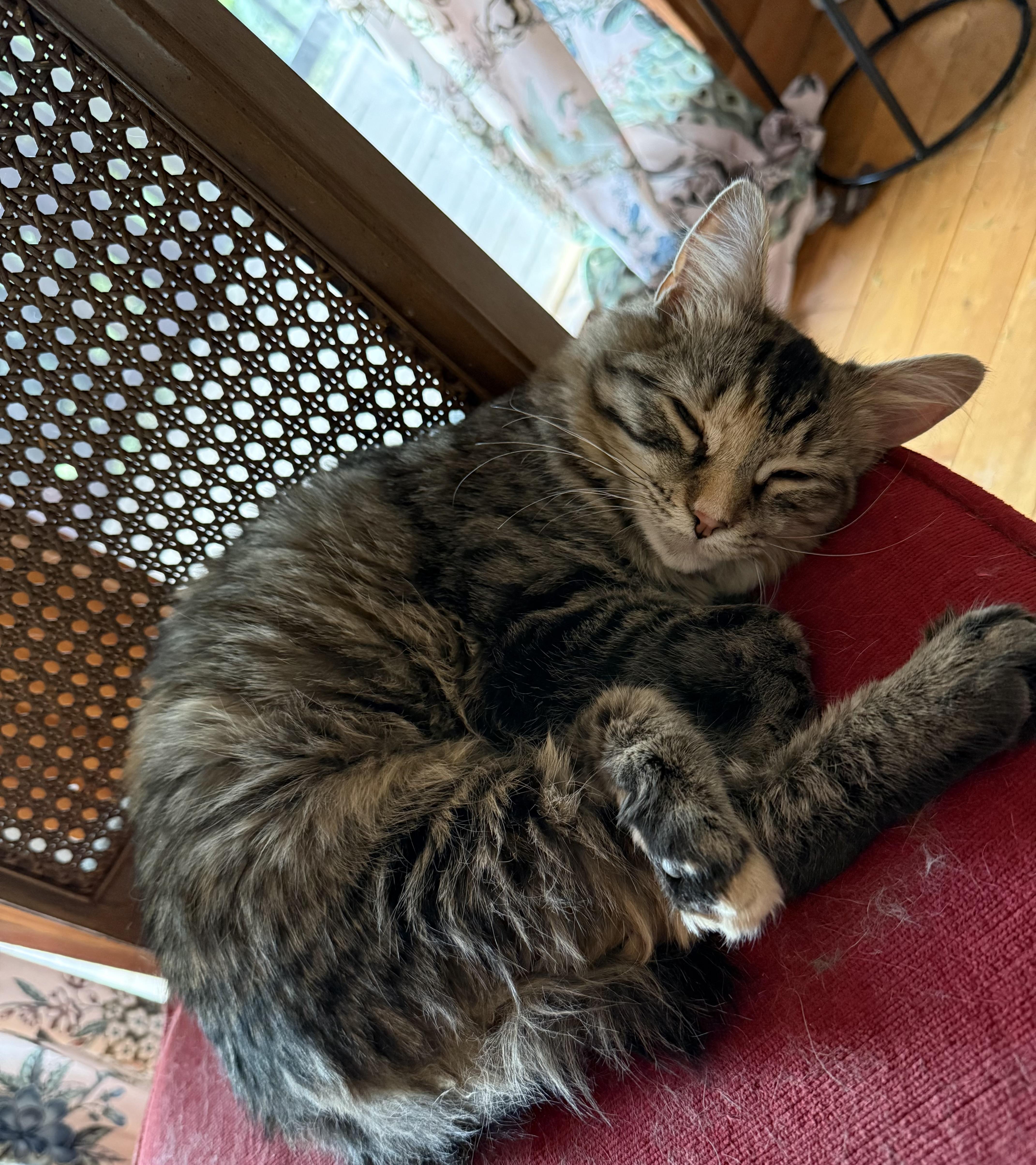 Matea (Bonded to Marmalade), a ADOPTABLE Domestic Long Hair in Asheville, NC image 2/6