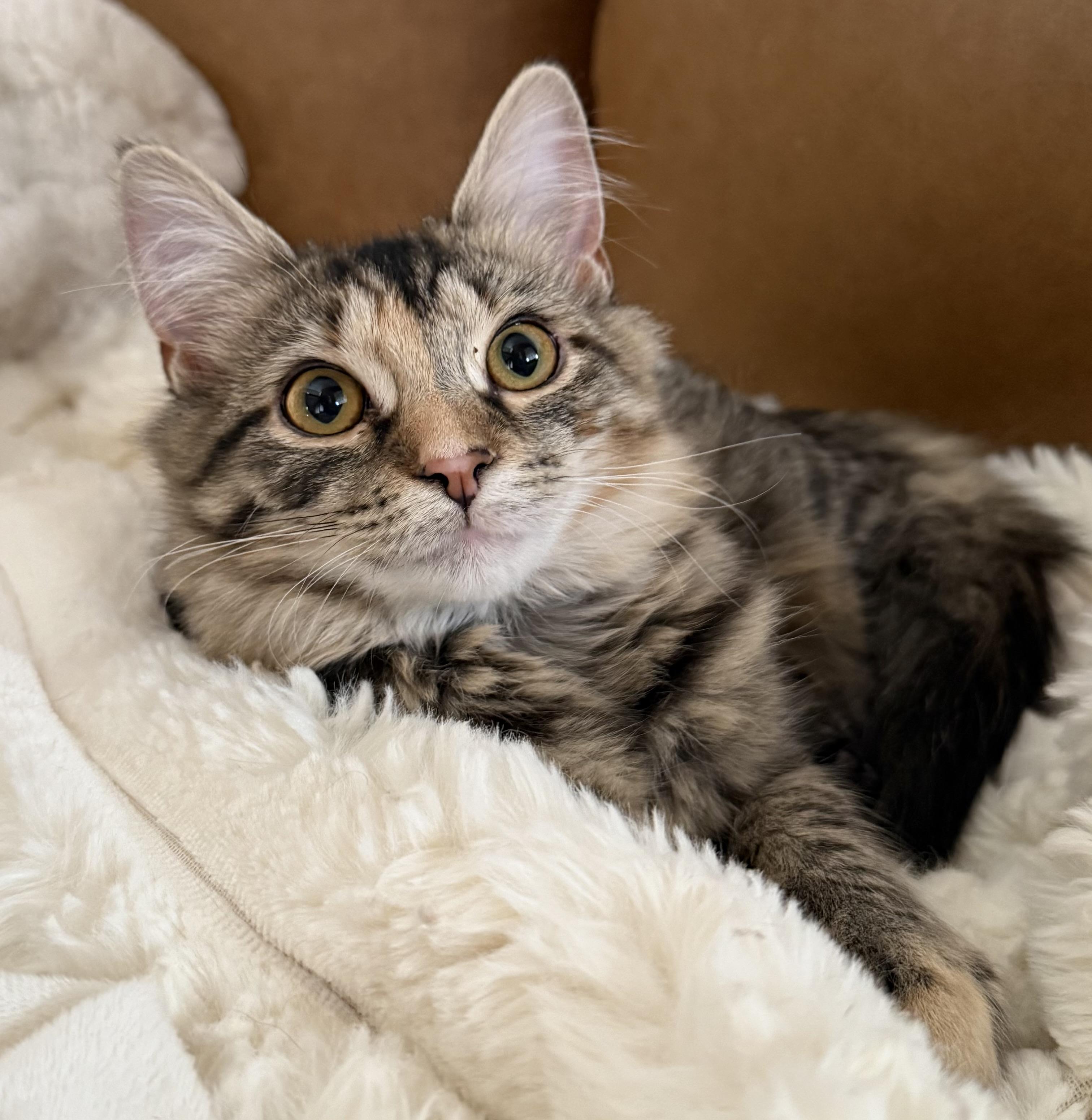 Matea (Bonded to Marmalade), a ADOPTABLE Domestic Long Hair in Asheville, NC image 4/6