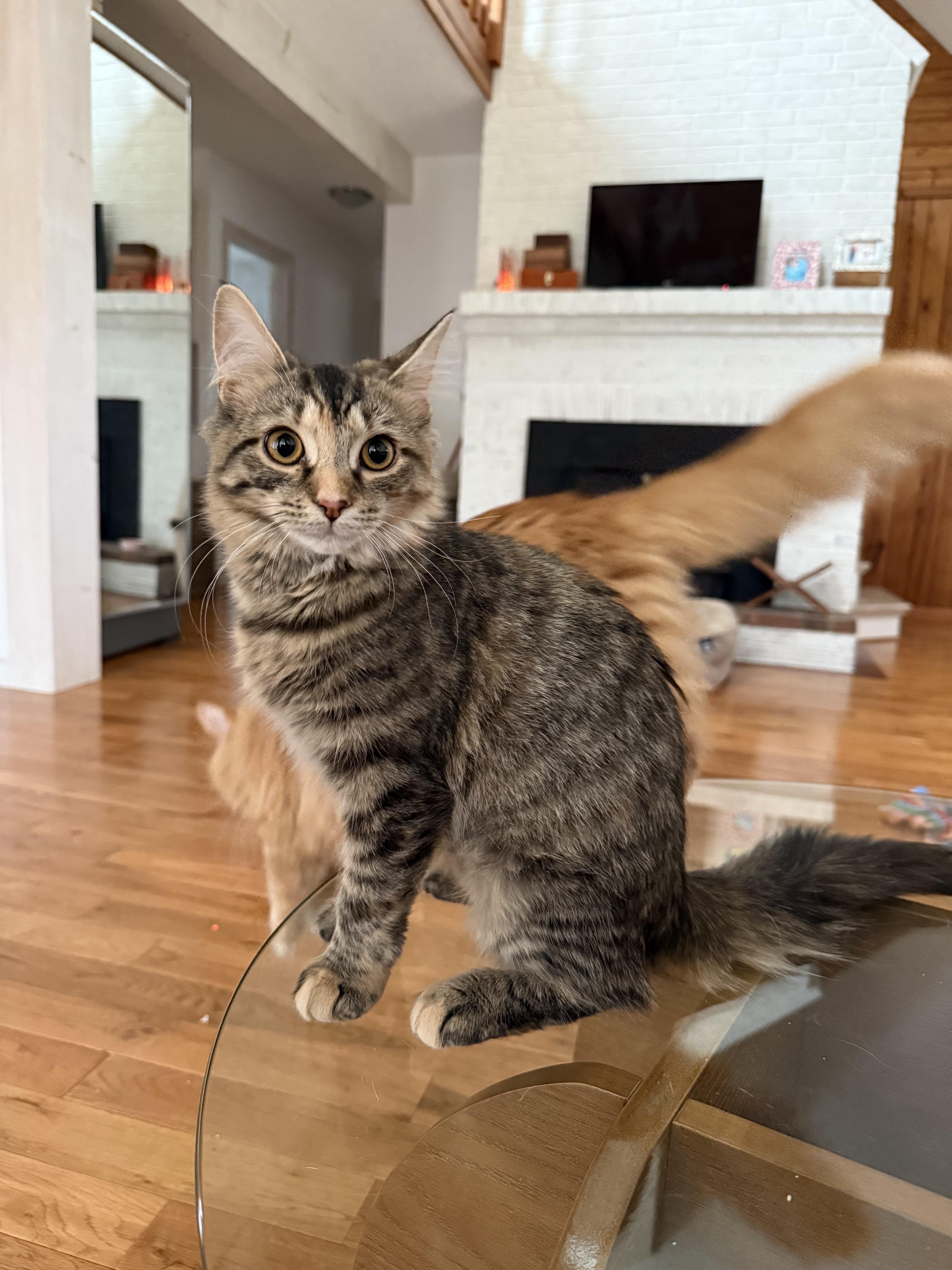 Matea (Bonded to Marmalade), a ADOPTABLE Domestic Long Hair in Asheville, NC image 5/6