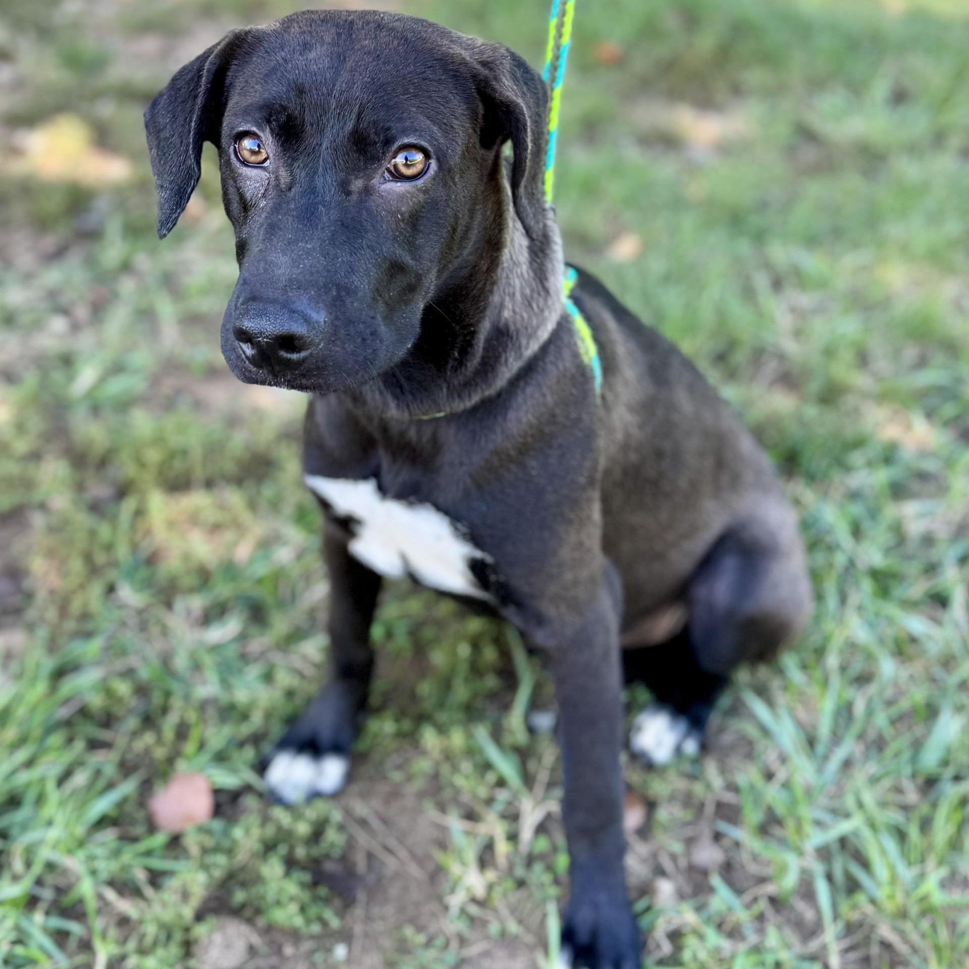 Zuko Chester (CONC-A-8961)