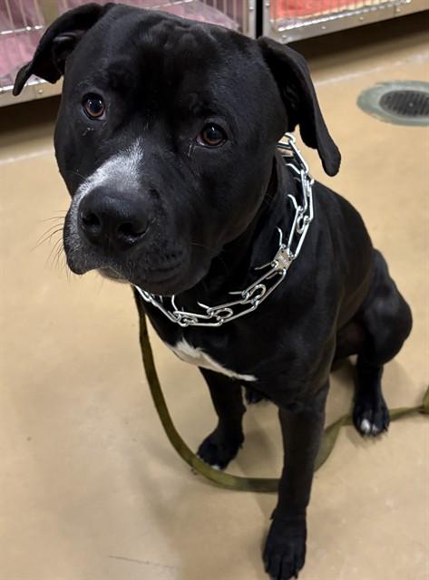 MURPHY, Adoptable, Young Male Pit Bull Terrier.