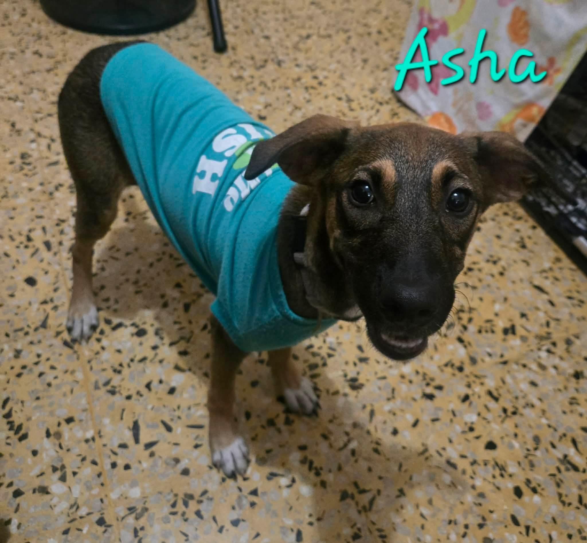 Asha, ADOPTABLE, Puppy Female Labrador Retriever & Shepherd.
