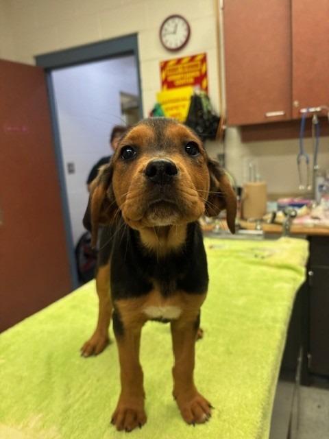 Enlarge GIA, a Adoptable mixed breed in Warrenton, NC image 1/1