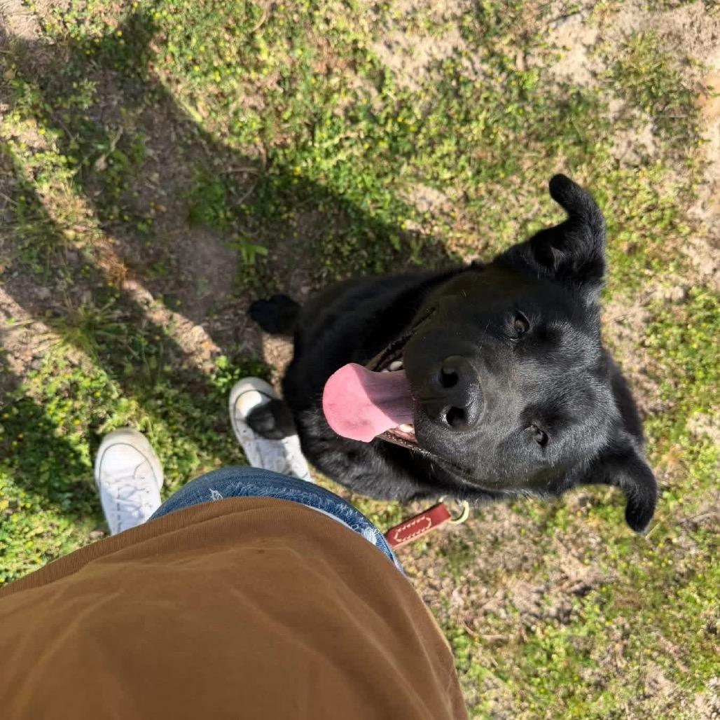 Jet, Adoptable, Adult Male Husky.