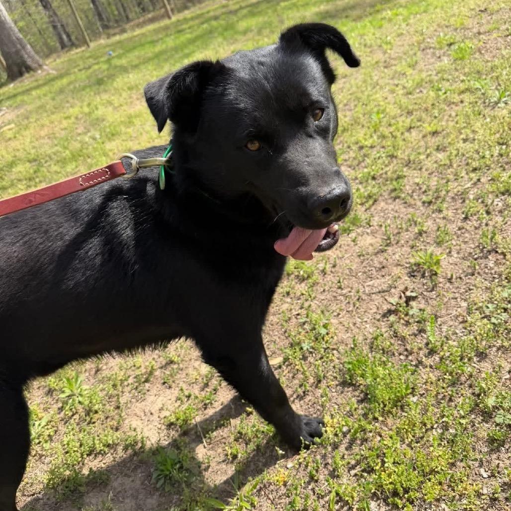 Enlarge Jet, a Adoptable Husky in Princeton, KY image 2/6