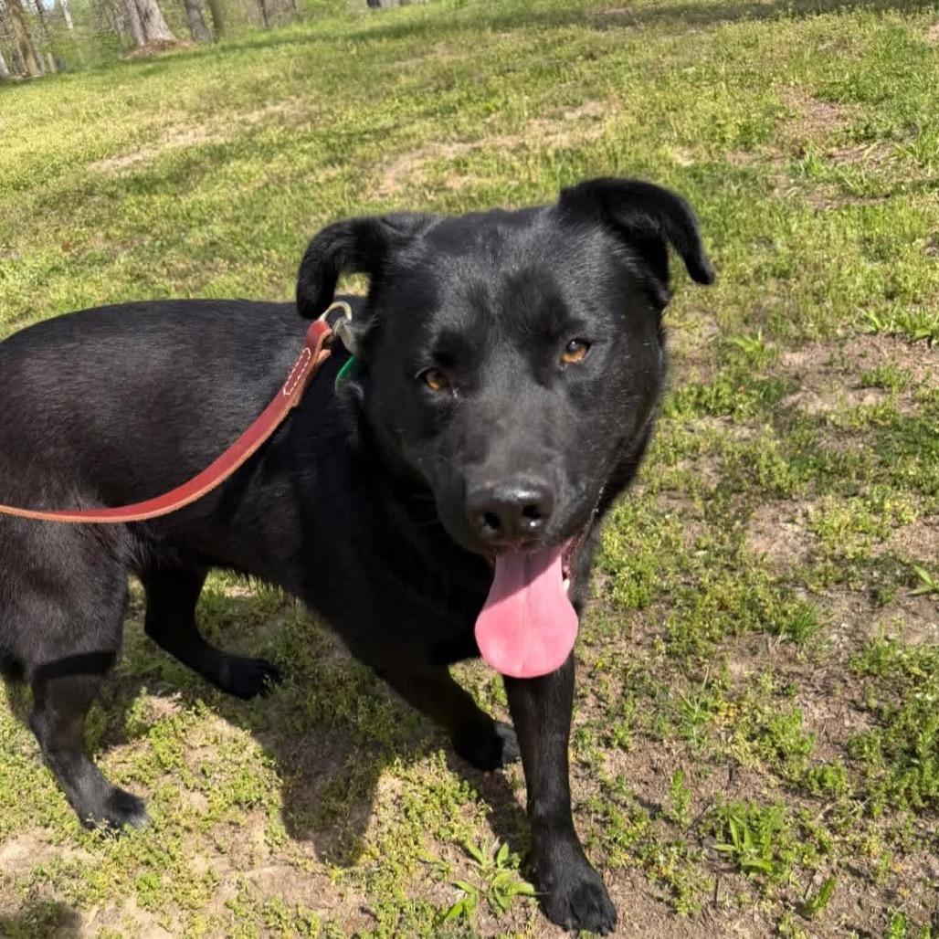 Enlarge Jet, a Adoptable Husky in Princeton, KY image 3/6