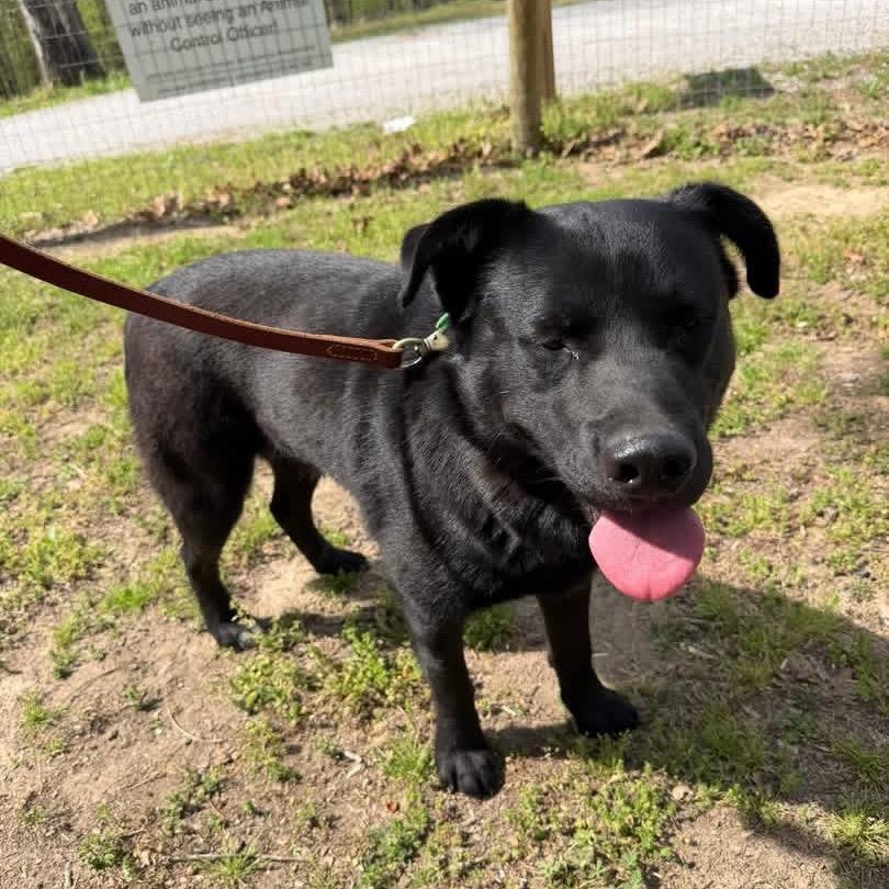 Enlarge Jet, a Adoptable Husky in Princeton, KY image 4/6