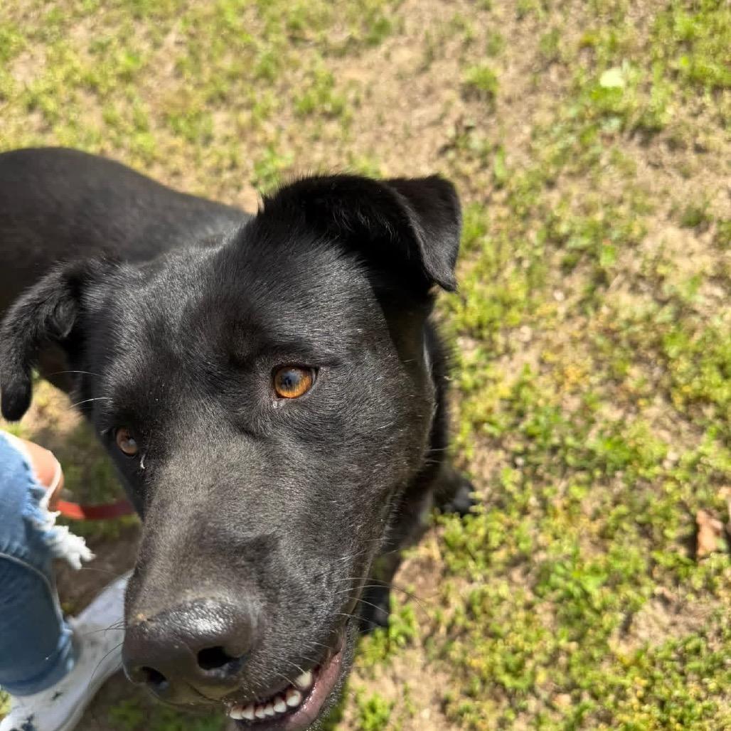 Enlarge Jet, a Adoptable Husky in Princeton, KY image 5/6