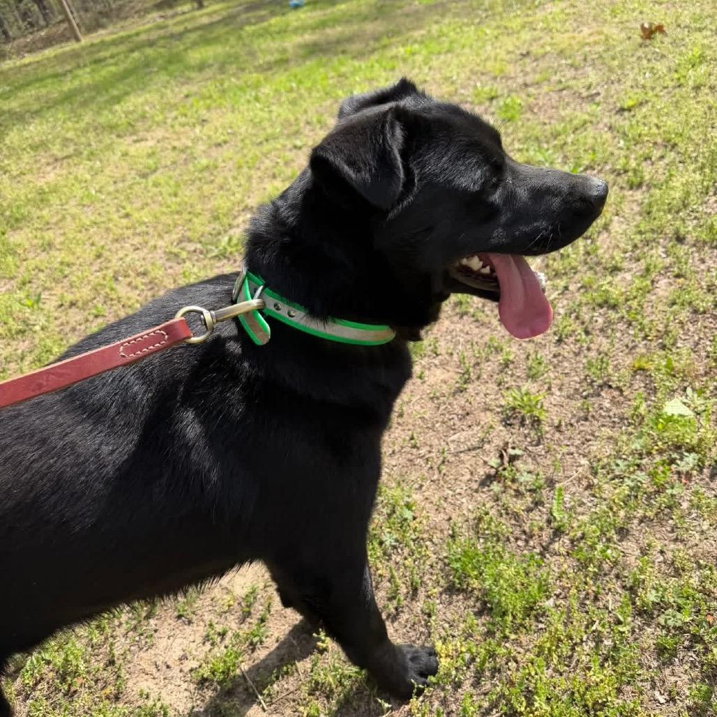 Enlarge Jet, a Adoptable Husky in Princeton, KY image 6/6