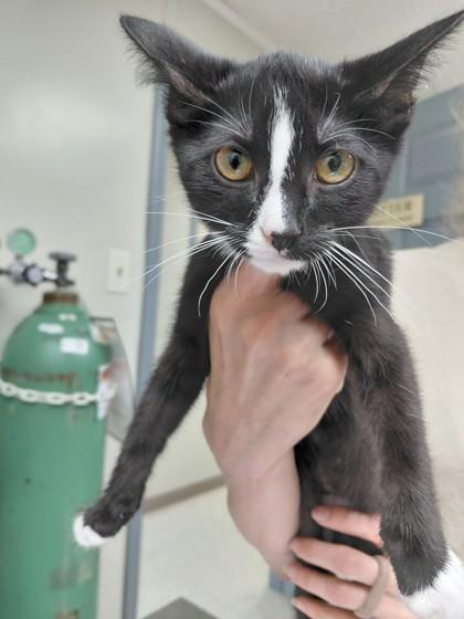 Enlarge Linnie, a Adoptable mixed breed in Conway, AR image 1/1