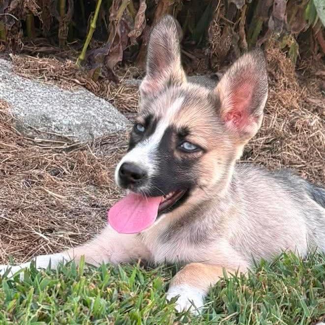 CT Cavatappi, Adoptable, Puppy Female Shepherd & Husky.