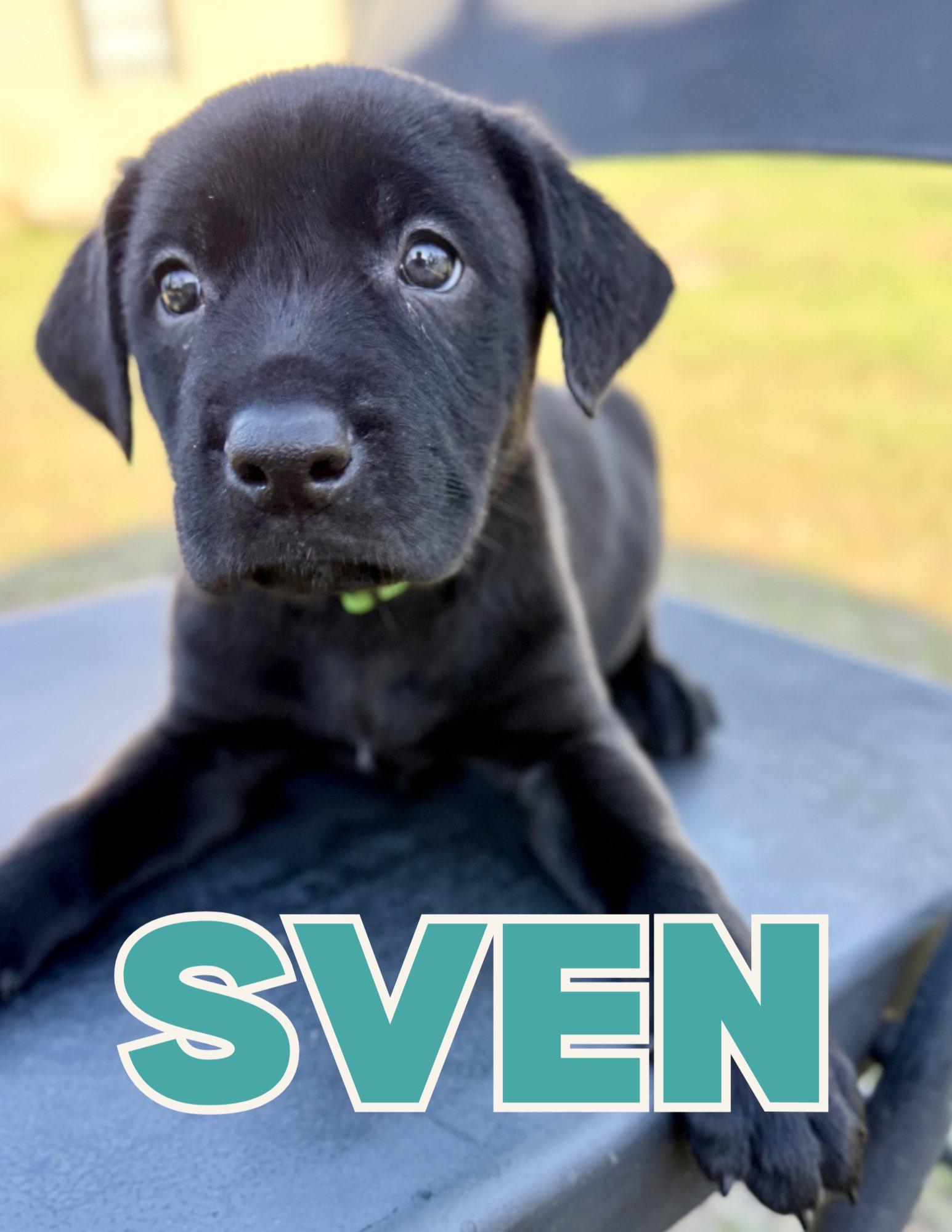 Sven, adopted, Puppy Male Black Labrador Retriever.