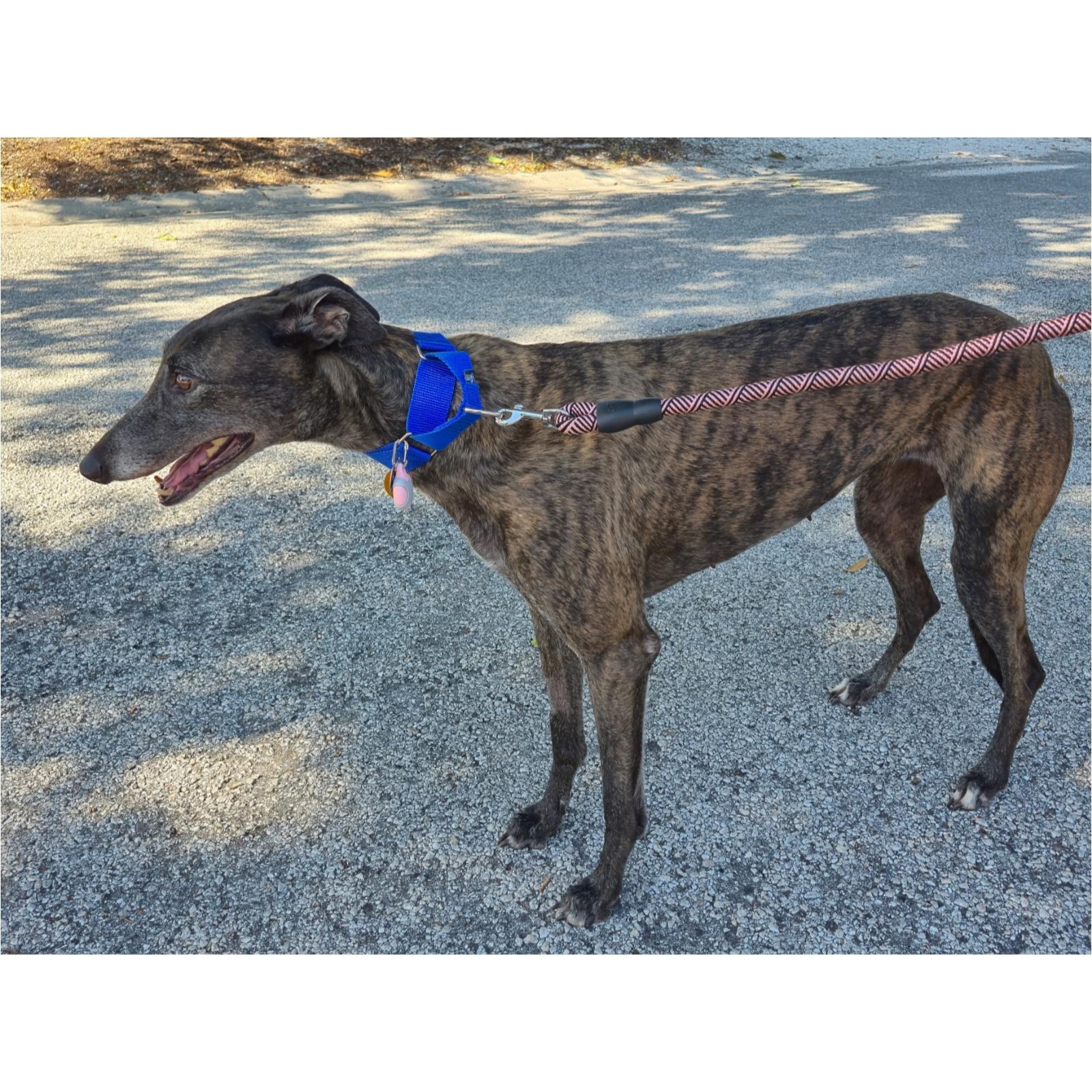 LK's Simone (Bailey), Adoptable, Adult Female Greyhound.