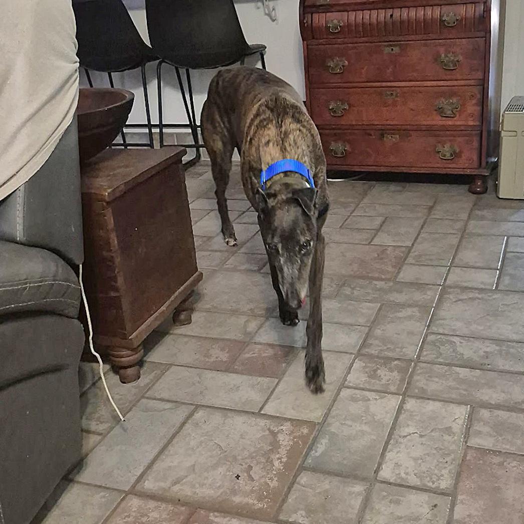 LK's Simone (Bailey), a Adoptable Greyhound in Tarpon Springs, FL image 2/6