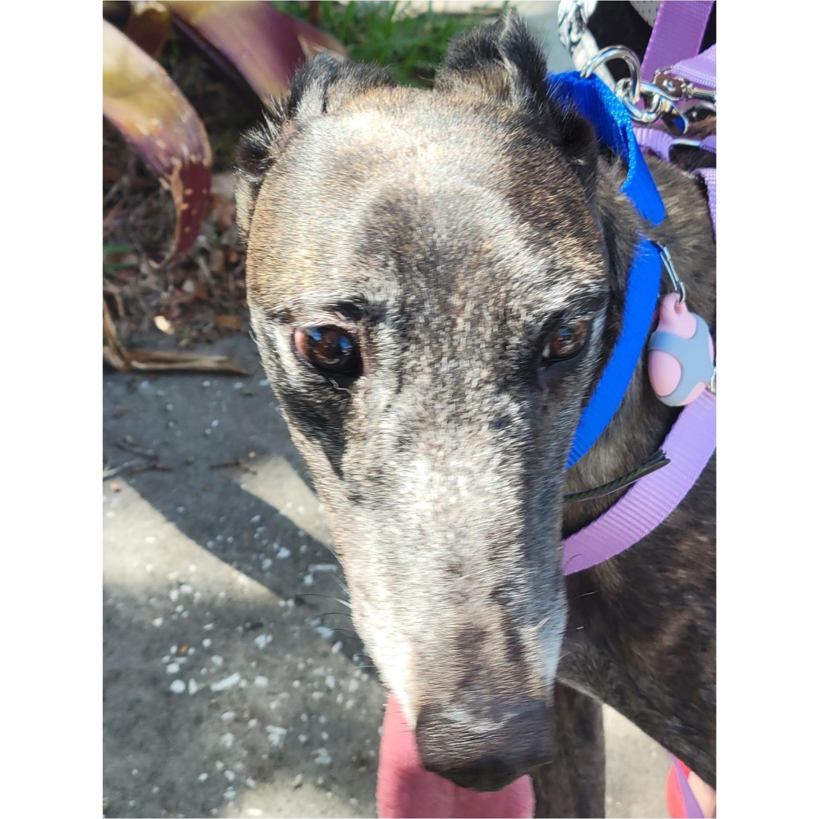 LK's Simone (Bailey), a Adoptable Greyhound in Tarpon Springs, FL image 3/6