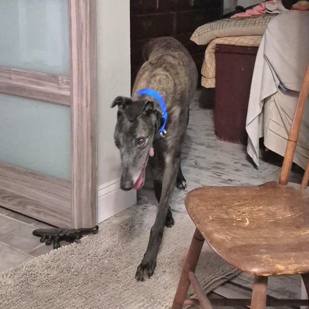 LK's Simone (Bailey), a Adoptable Greyhound in Tarpon Springs, FL image 4/6