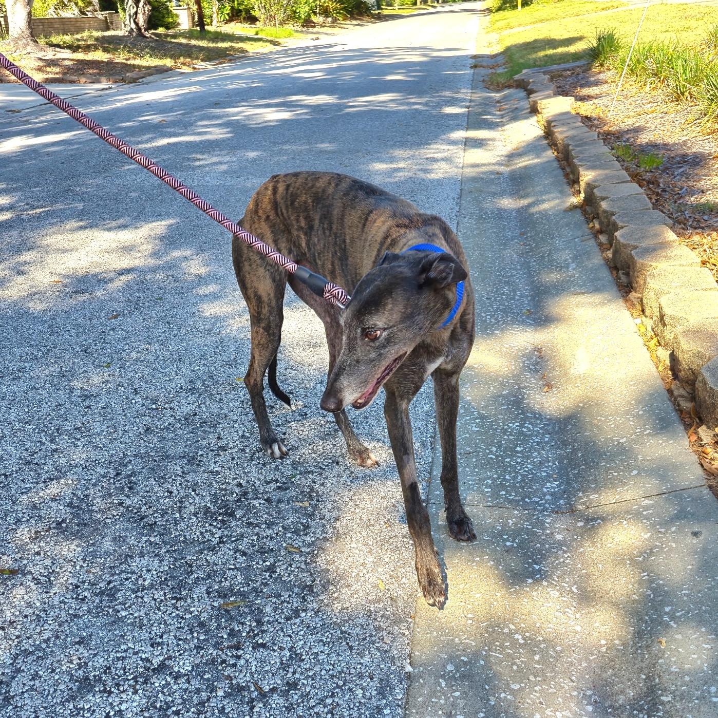 LK's Simone (Bailey), a Adoptable Greyhound in Tarpon Springs, FL image 5/6