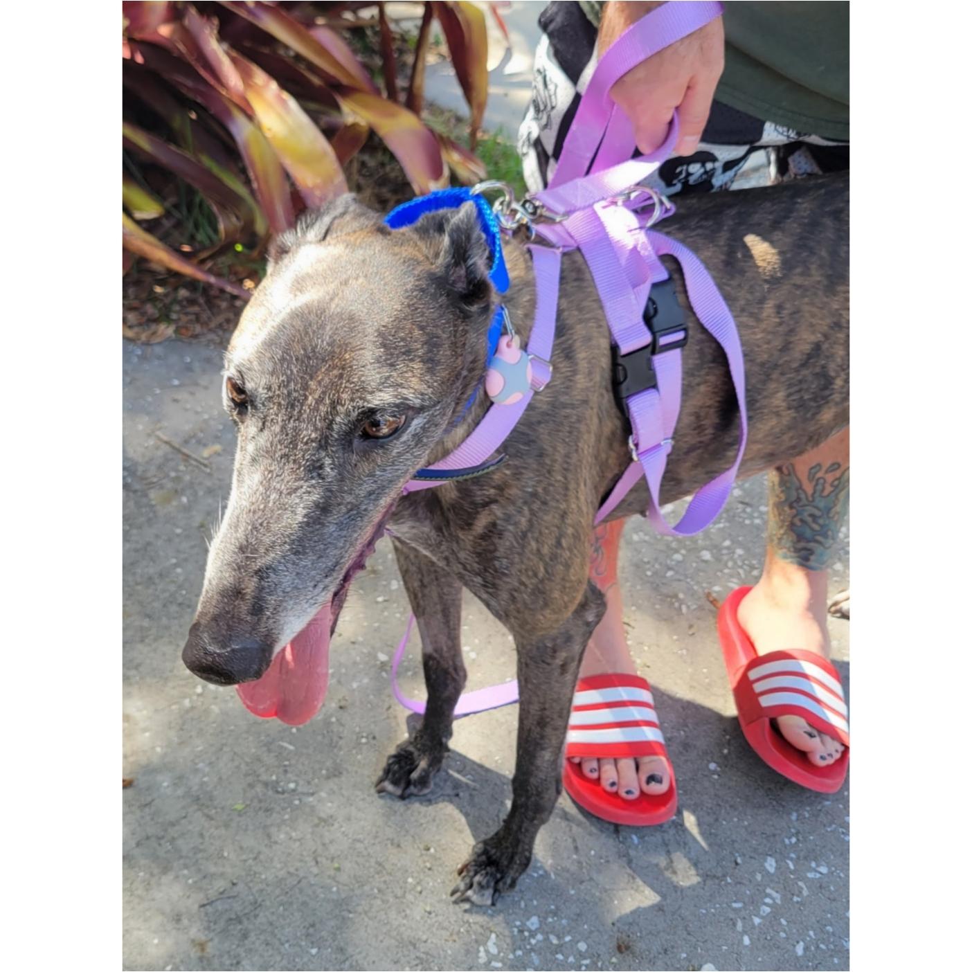 LK's Simone (Bailey), a Adoptable Greyhound in Tarpon Springs, FL image 6/6