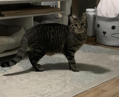 Hobbs, Adoptable, Young Male Domestic Short Hair & Domestic Short Hair.