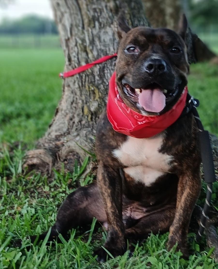 Enlarge Alejandro - The sweetest boy ever (BC-244416), a Adoptable mixed breed in Vancouver, BC image 5/6