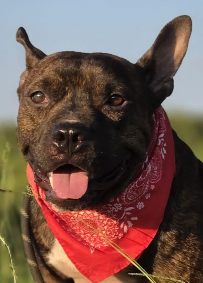 Alejandro - The sweetest boy ever (BC-244416), Adoptable, Young Male French Bulldog.