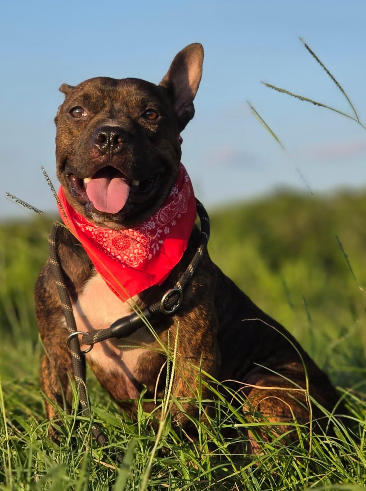 Enlarge Alejandro - The sweetest boy ever (BC-244416), a Adoptable mixed breed in Vancouver, BC image 6/6