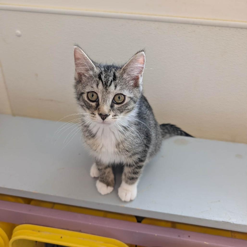 Enlarge C26-040 Omlet, a Adoptable Domestic Short Hair in Franklin, PA image 1/1