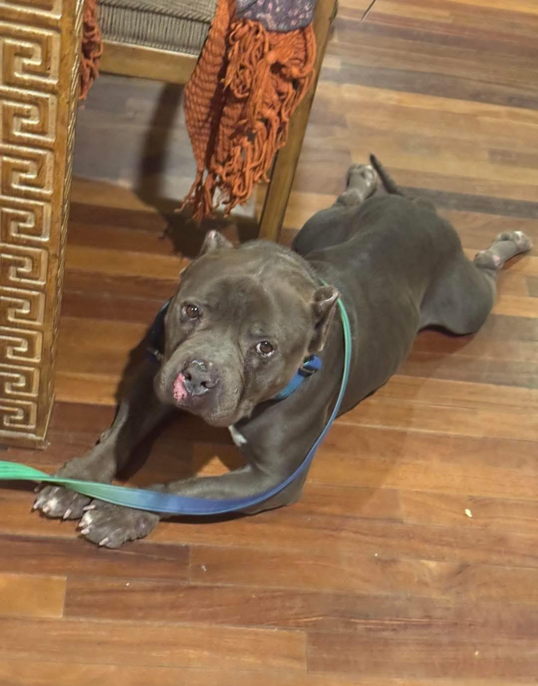 Crunch, a Adoptable American Bully in South Lake Tahoe, CA image 3/6