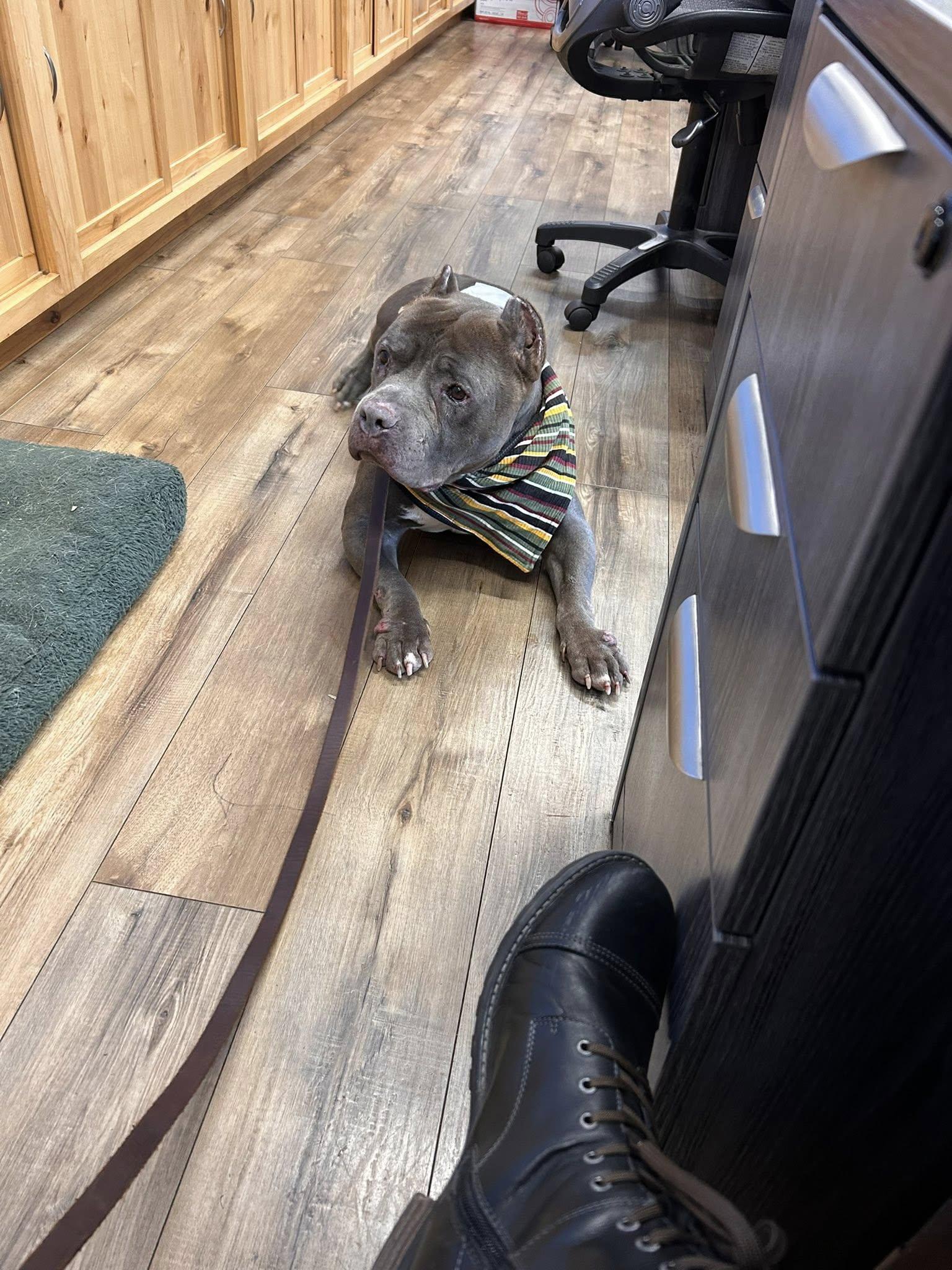 Crunch, adopted, Senior Male American Bully.