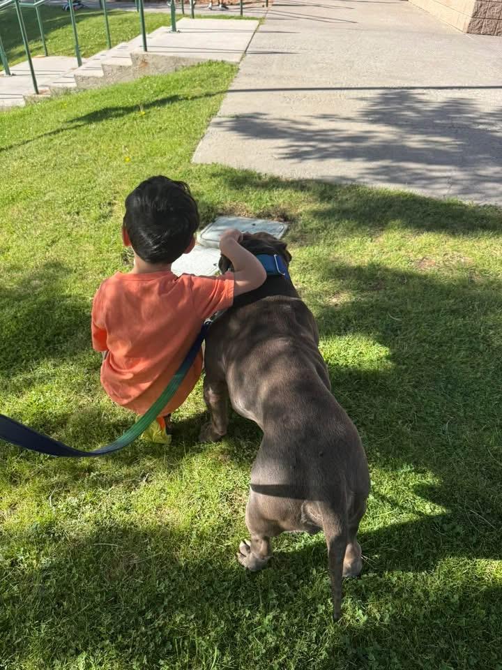 Crunch, a Adoptable American Bully in South Lake Tahoe, CA image 4/6
