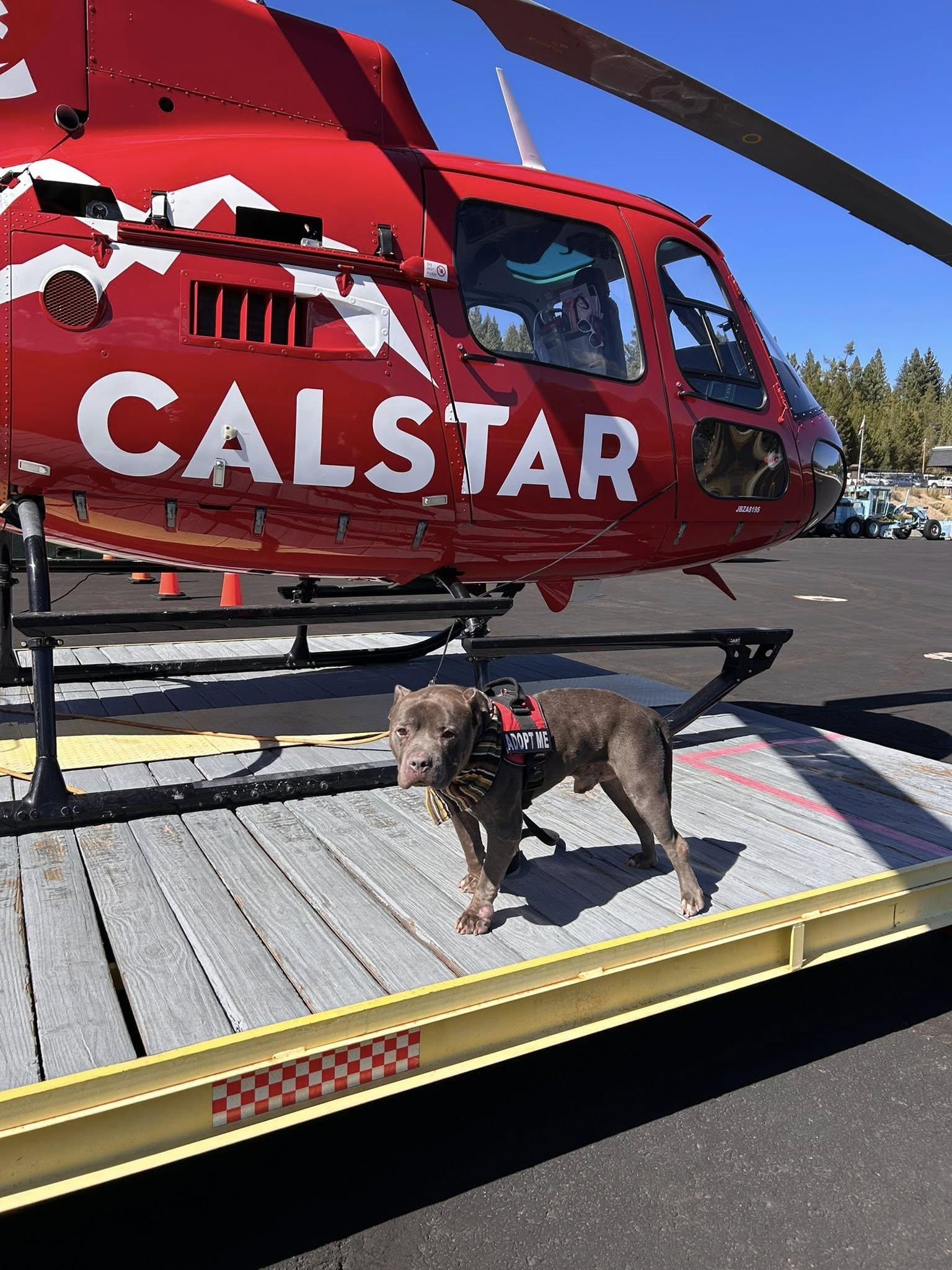 Crunch, a Adoptable American Bully in South Lake Tahoe, CA image 2/6
