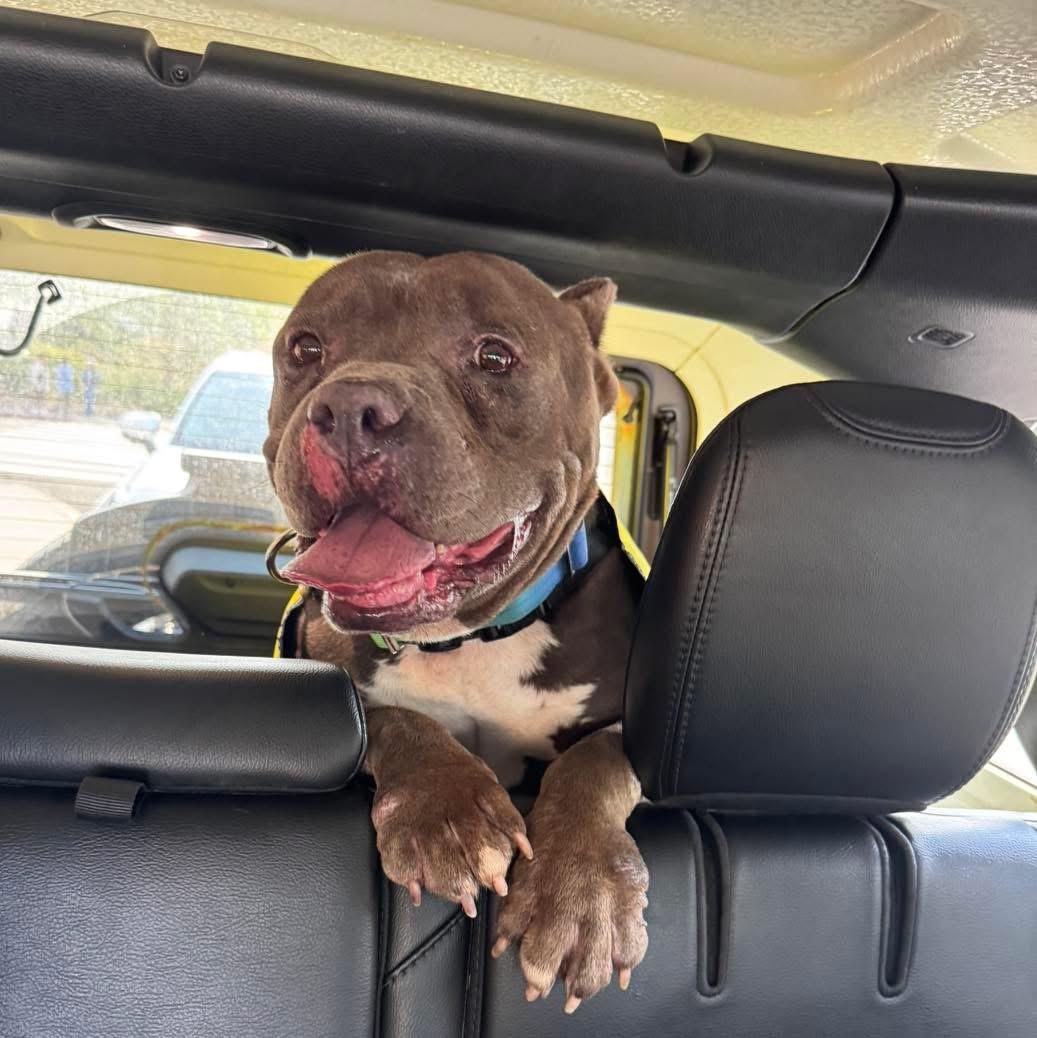 Crunch, a Adoptable American Bully in South Lake Tahoe, CA image 5/6