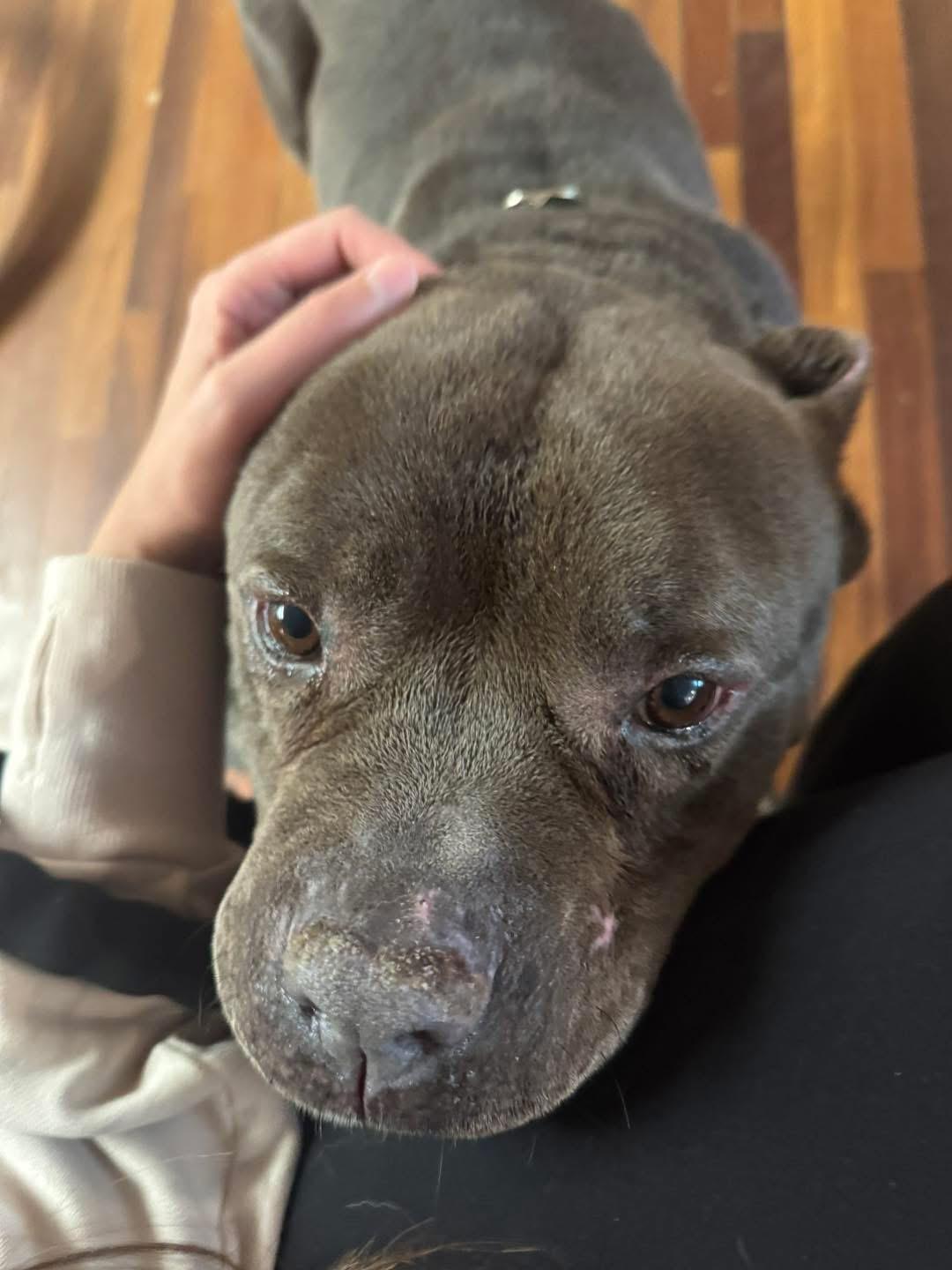 Crunch, a Adoptable American Bully in South Lake Tahoe, CA image 6/6