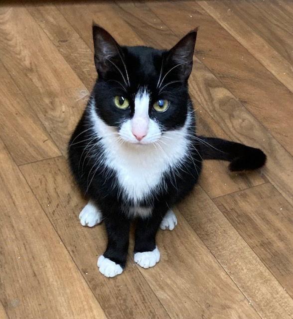 Vinny, Adoptable, Adult Male Domestic Short Hair.