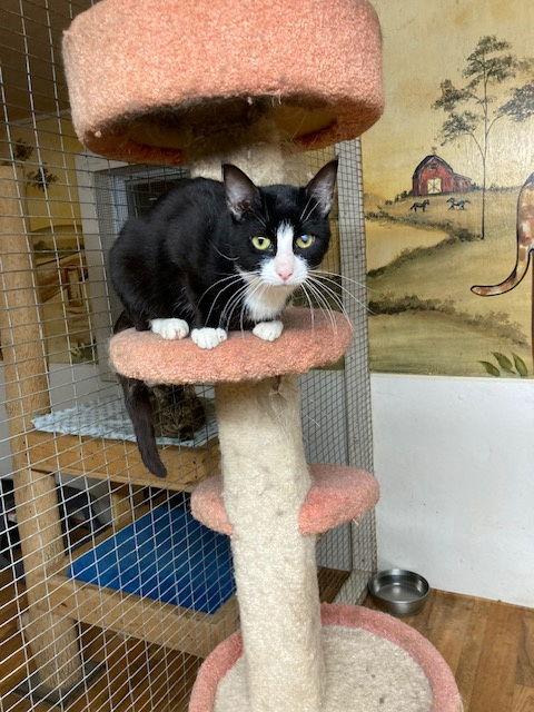 Vinny, a Adoptable Domestic Short Hair in Trexlertown, PA image 2/3