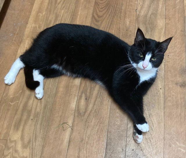 Vinny, a Adoptable Domestic Short Hair in Trexlertown, PA image 2/6