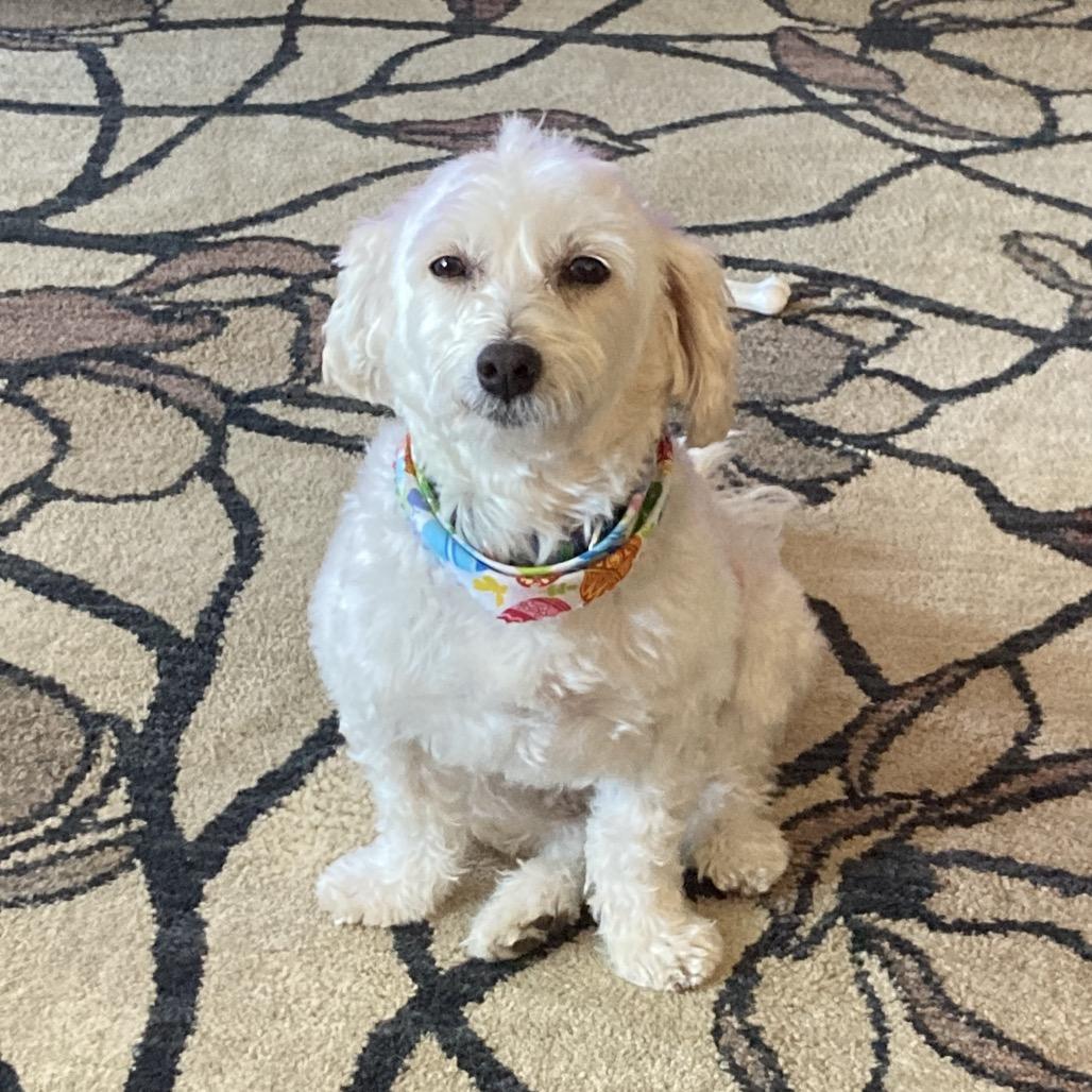 Everest, Adoptable, Adult Male Bichon Frise.