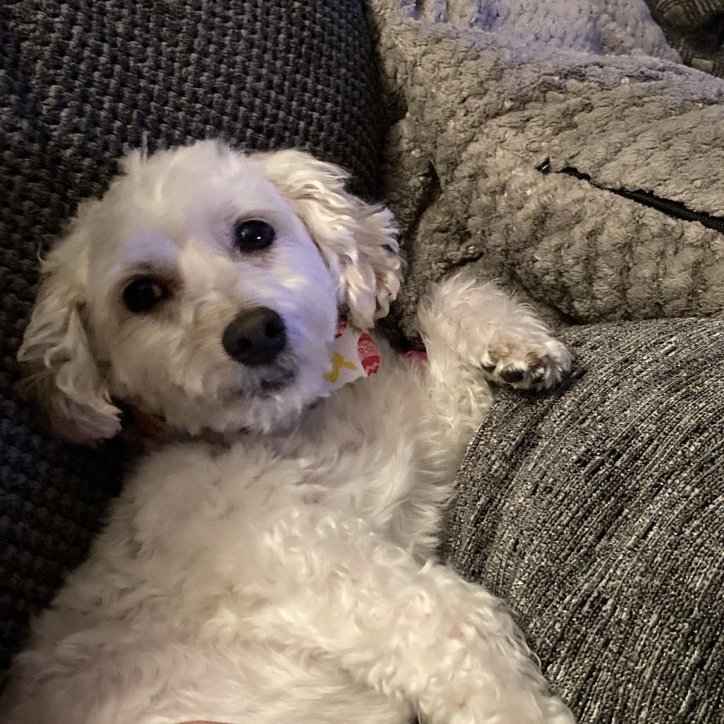 Enlarge Everest, a Adoptable Bichon Frise in Sinking Spring, PA image 2/6