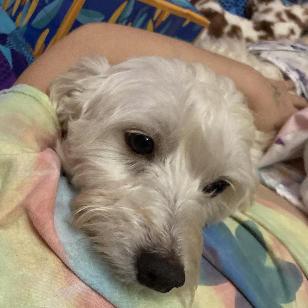 Enlarge Everest, a Adoptable Bichon Frise in Sinking Spring, PA image 3/6