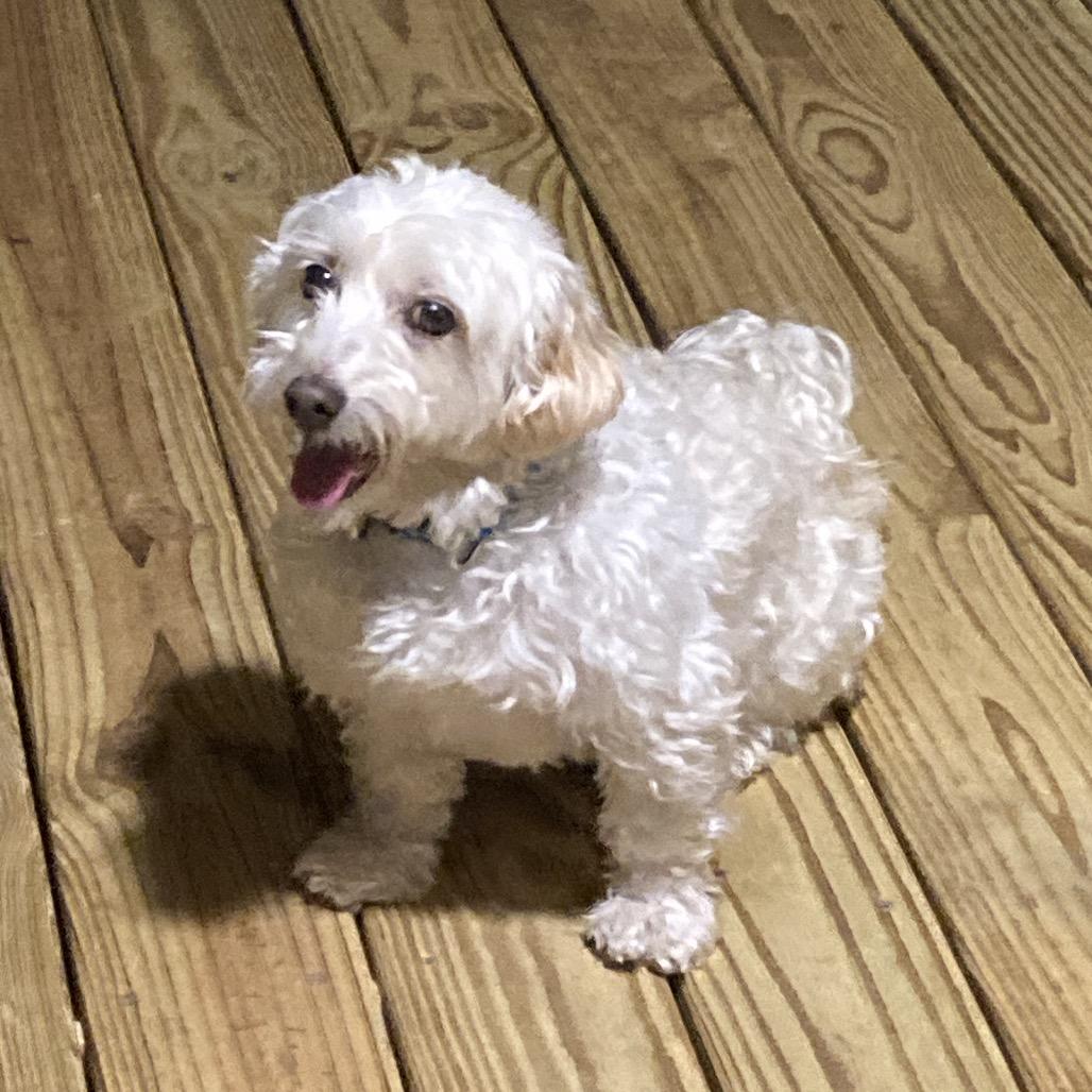 Enlarge Everest, a Adoptable Bichon Frise in Sinking Spring, PA image 4/6