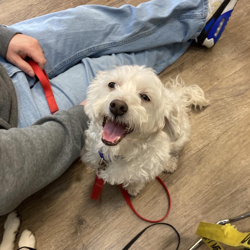 Enlarge Everest, a Adoptable Bichon Frise in Sinking Spring, PA image 4/6