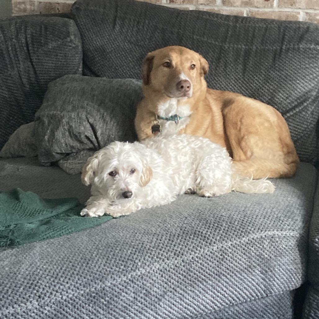 Enlarge Everest, a Adoptable Bichon Frise in Sinking Spring, PA image 5/6