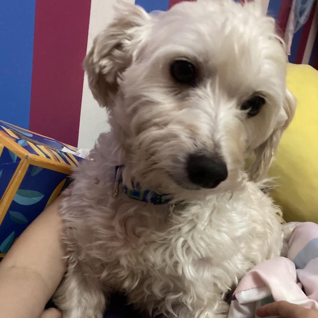 Enlarge Everest, a Adoptable Bichon Frise in Sinking Spring, PA image 6/6