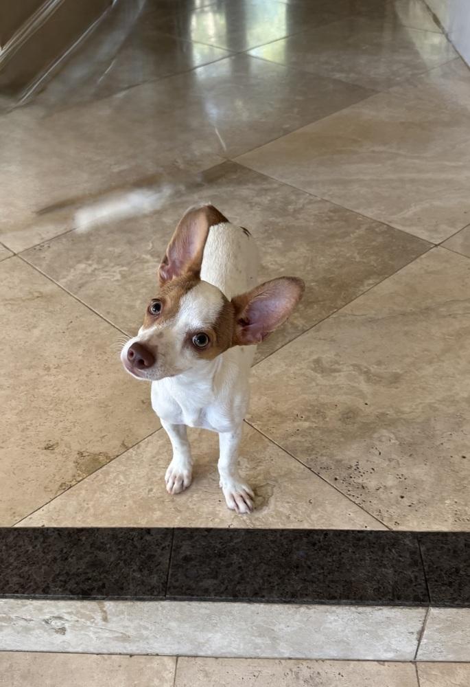 Dorothy, Adoptable, Young Female Chihuahua.