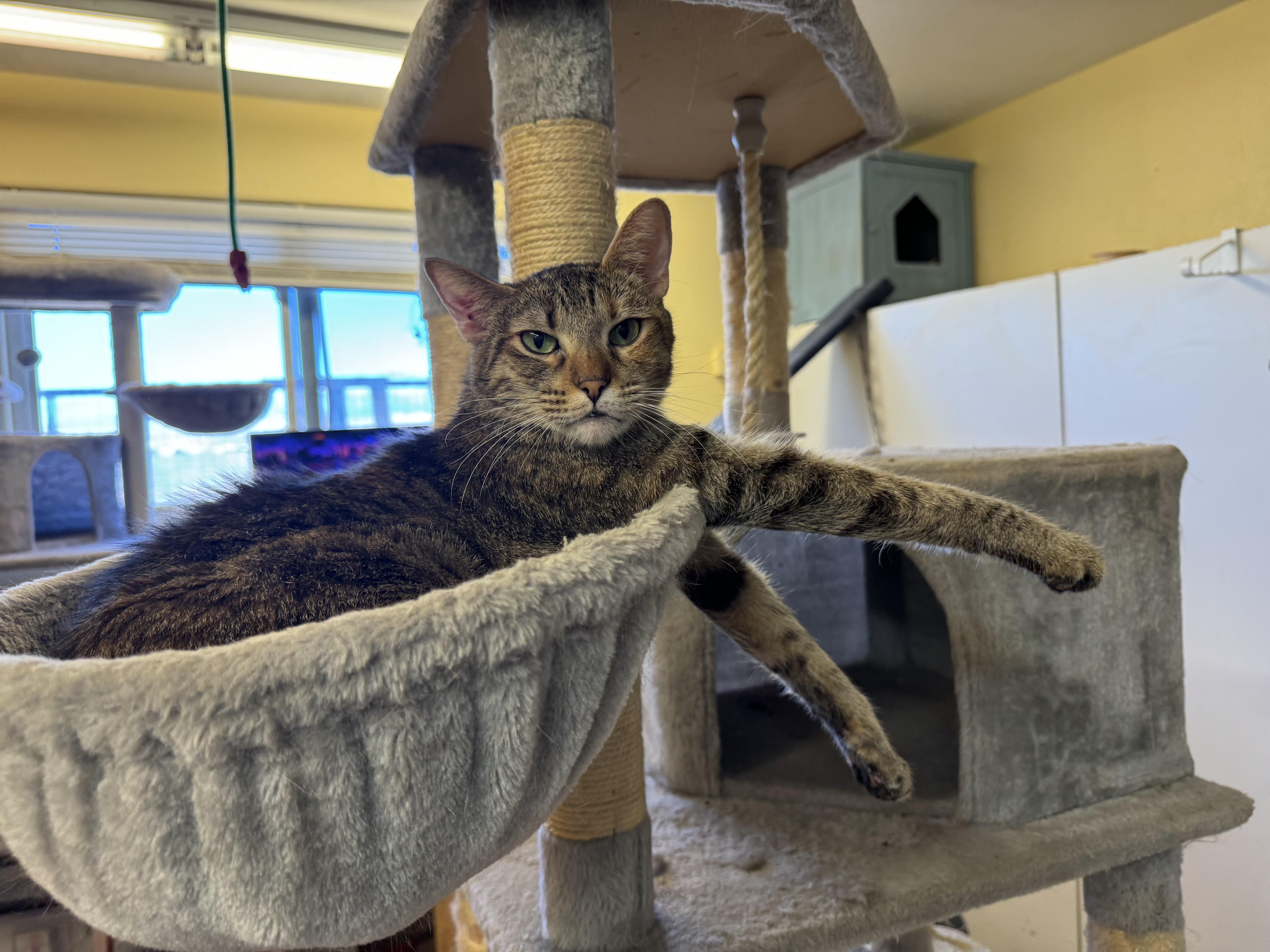 Enlarge Kizzy, a Adoptable mixed breed in Hurricane, UT image 1/6