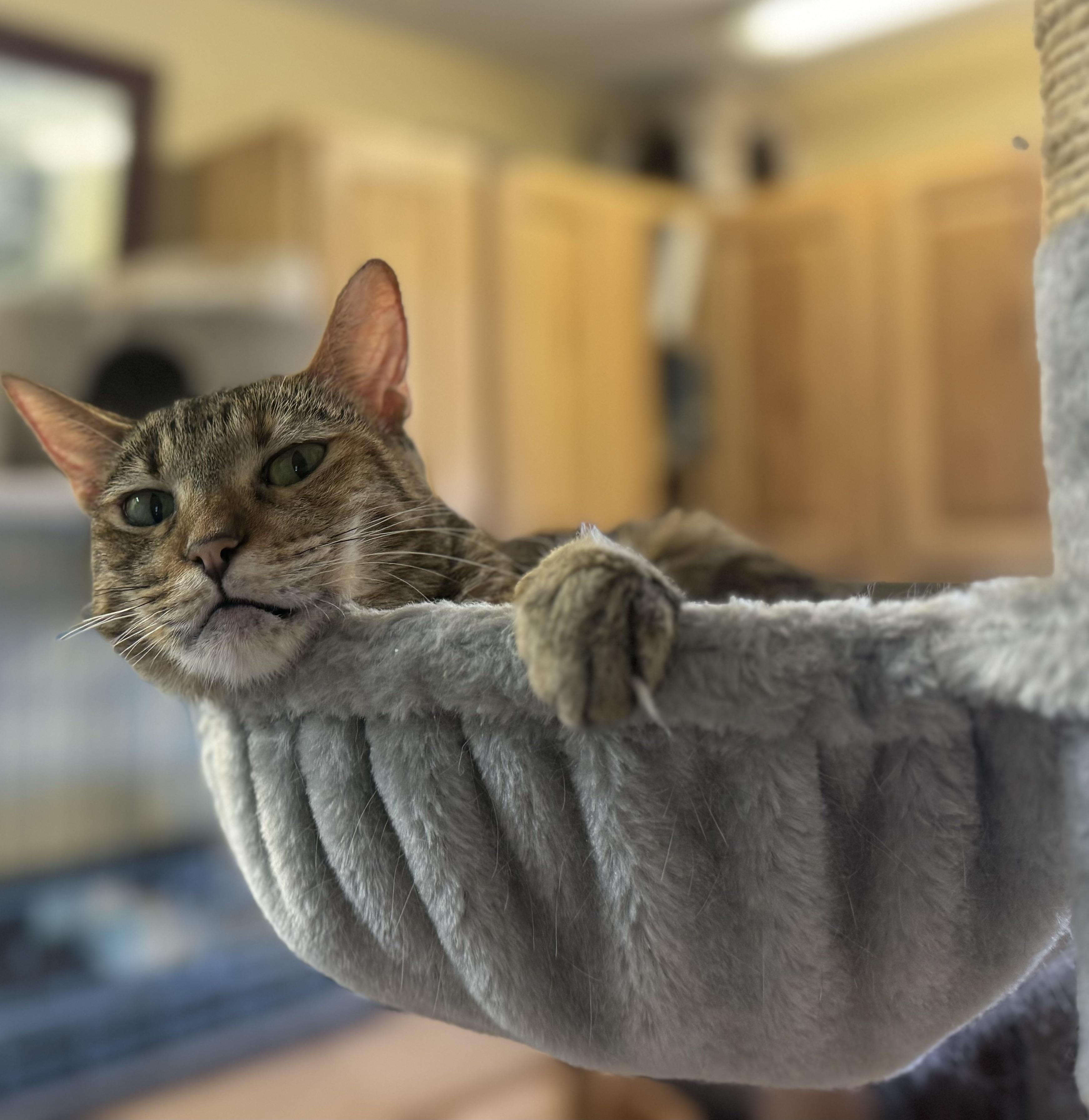 Enlarge Kizzy, a Adoptable mixed breed in Hurricane, UT image 3/6